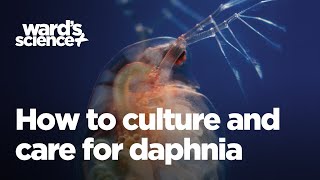 Caring and Culturing for Daphnia [upl. by Akienom798]