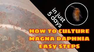 How to Culture Magna Daphnia Easily [upl. by Ardnikal]