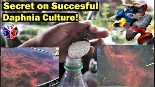 How to Culture Daphnia Successfully [upl. by Fi236]