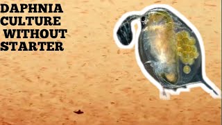 HOW TO CULTURE DAPHNIA NATURALLY WITHOUT A STARTER [upl. by Hcurab195]