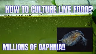 How to Culture Daphnia Secret Method to Breed MILLIONS  Simply Aquatic [upl. by Abby]