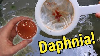 How I Culture Daphnia In Outdoor Tubs [upl. by Jet]