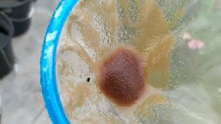 How to culture daphnia moina in a small container Part 1 English Subtitle [upl. by Haneeja]