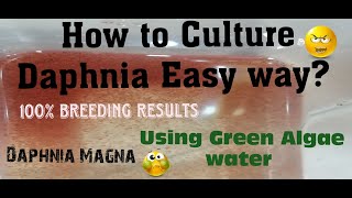 Daphnia MagnaHow to Culture Daphnia Easy wayCulturing Daphnia using Green water Daphnia [upl. by Godwin610]