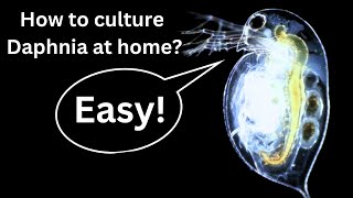 BEST Live Fish Food Beginner guide How to Culture Daphnia at home [upl. by Odnamra868]