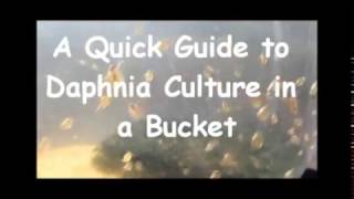 How to culture daphnia outside [upl. by Theadora]