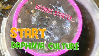 How to culture daphnia moina the easy way 1  Starting the Daphnia culture [upl. by Buffum]