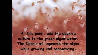 Daphnia  How to grow daphnia in your home [upl. by Rolyks628]