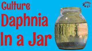 How to Culture Daphnia in a Jar [upl. by Dyrraj]