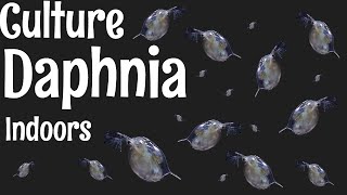 How to Culture Daphnia [upl. by Chappie390]