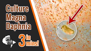 How to culture DAPHNIA MAGNA  The easy way [upl. by Enak]