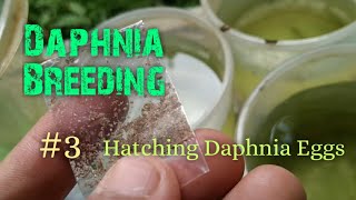 Daphnia Culture made simple and easy 3  Hatching Daphnia eggs [upl. by Mansoor]