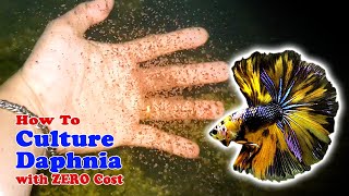 How to Culture Daphnia with ZERO Cost  Unlimited Live Food For Our Fish [upl. by Jedlicka]