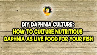 DIY Daphnia Culture How to Culture Nutritious Daphnia as Live Food for Your Fish [upl. by Zetes]