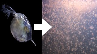 How I Culture Daphnia [upl. by Gati458]