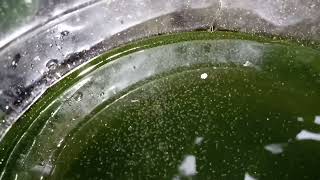 DAPHNIA MOINA CULTURE IN A SMALL BUCKET [upl. by Dombrowski368]