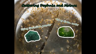 How To Culture Daphnia and Moinas using Green Water Spirulina powder [upl. by Annahvas841]