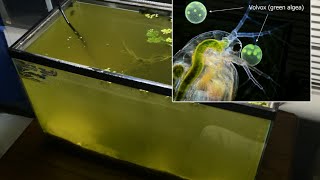 Raising Daphnia for the Freshwater Aquarium [upl. by Noelc]