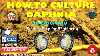 HOW TO CULTURE DAPHNIA In Easy Way [upl. by Erodroeht]